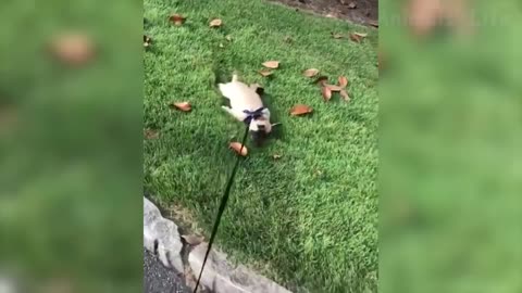 funniest dog and cat