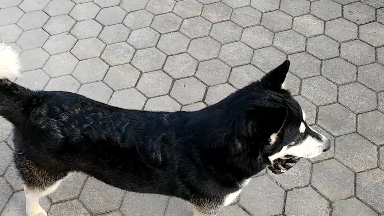 Alaskan Malamute does her morning neck exercise