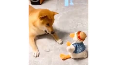 Doge Fun Video With Toys 🔥🔥🔥