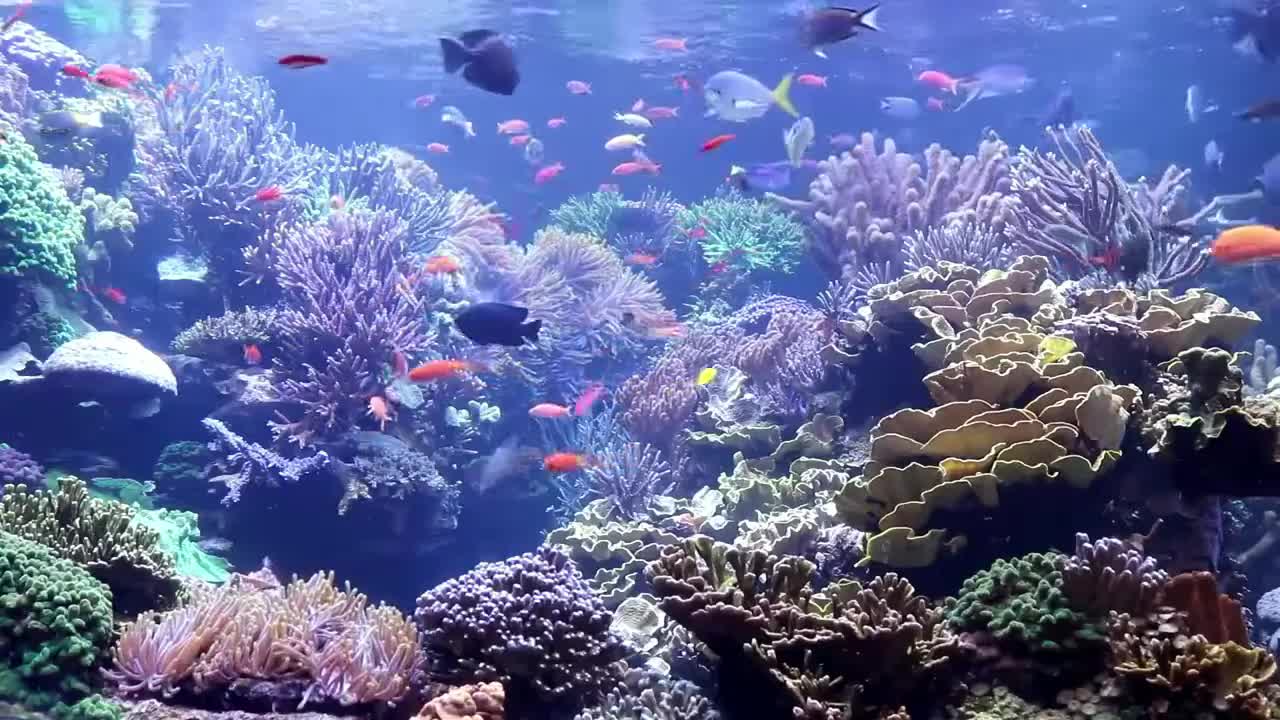 Aquarium and Relaxation Music to Calm the Soul