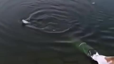 Cat catches a fish