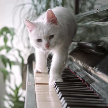 Adorable Cat Playing Piano