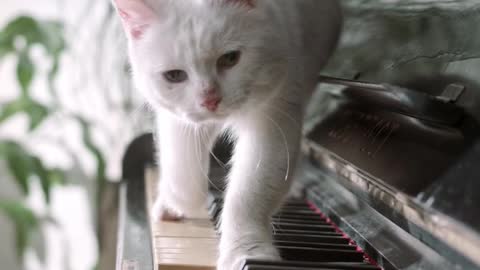 Adorable Cat Playing Piano