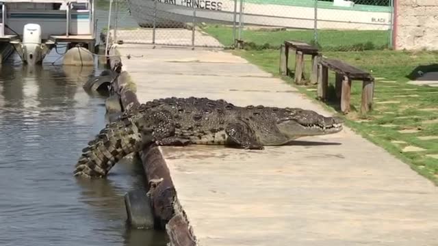 Big Crocodile Climbs up to Sun Bathe