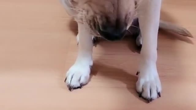 Funny Dog Learn Chess