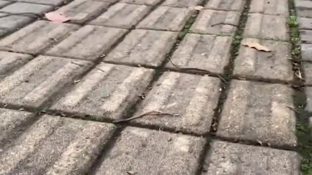 Celo Pets - Animais Engraçados/Funny Animals Channel