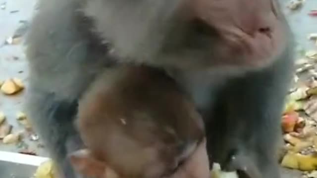 The mother monkey feeds the baby monkey