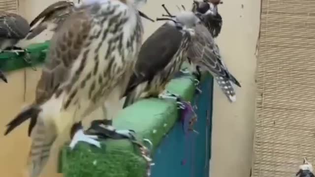 Hobby