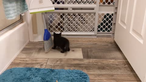 3 Kittens Playing