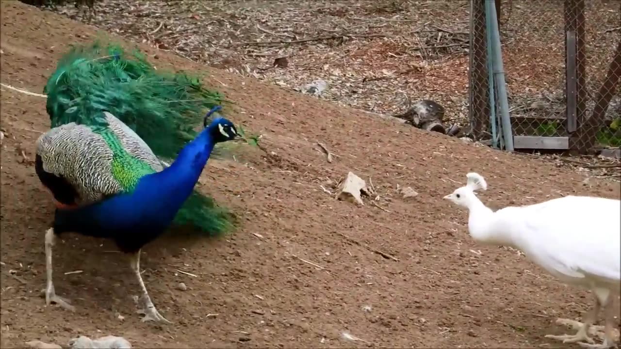 Peacock is fight