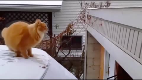 SOO FUNNY FUNNY CAT ! #shorts @Funny Animals