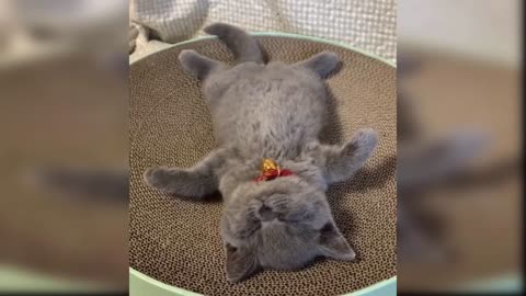 Baby Cats - Cute and Funny Cat Vids!