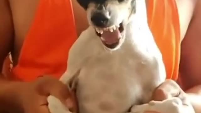 Dog Funny 😂 Video Angry Dog in Happy Mood