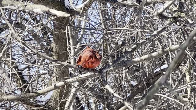 Fluffy male Cardinal