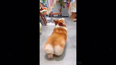 Dog: My little butt is wiggling and wiggling.