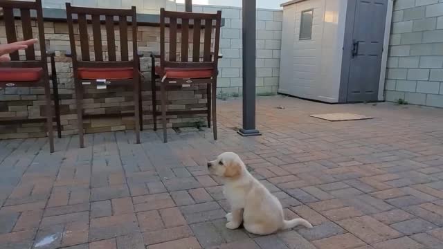 Labrador Puppy Learning and Performing Training Commands _ Dog Showing All Training Skills- PART 2