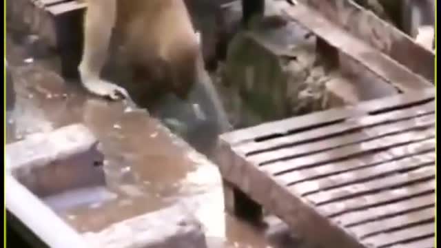 Monkey saved the life of monkey