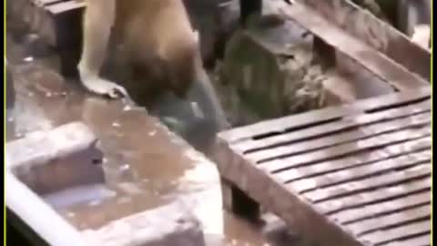 Monkey saved the life of monkey