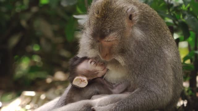 The great monkey is currently breastfeeding the little monkey