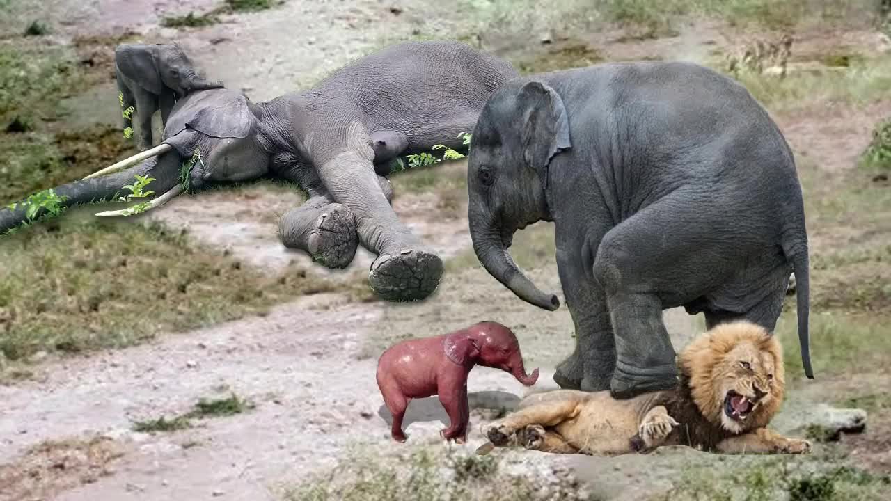 Elephant fighting a lion