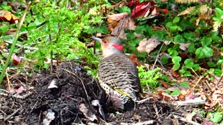 Yellow Shafted Flicker