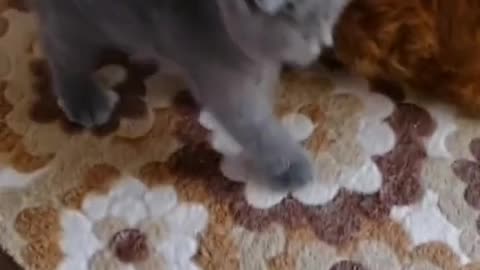 If stretching can bring wealth, cats will be very rich