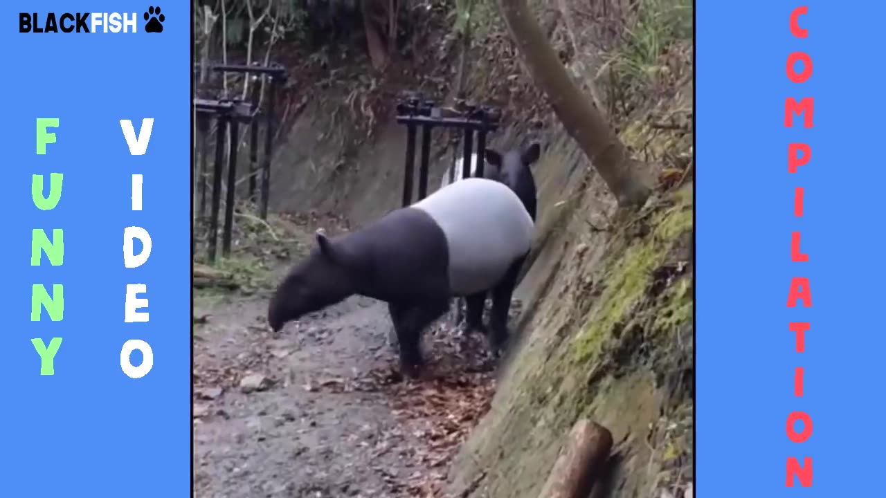 FUNNY ANIMAL VIDEOS