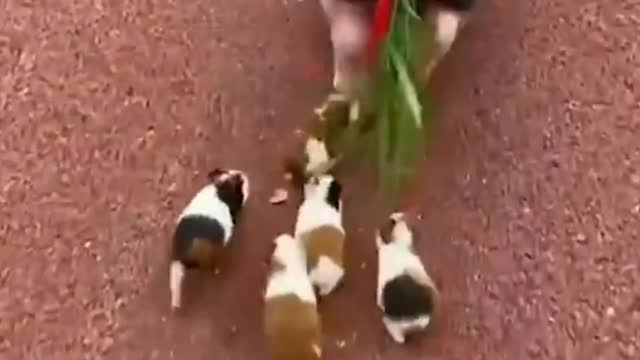 Pigs baby playing with race