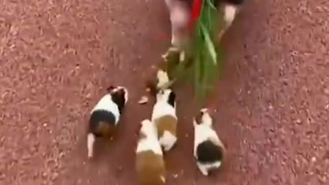 Pigs baby playing with race