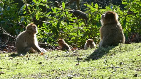 A family that lives a happy life