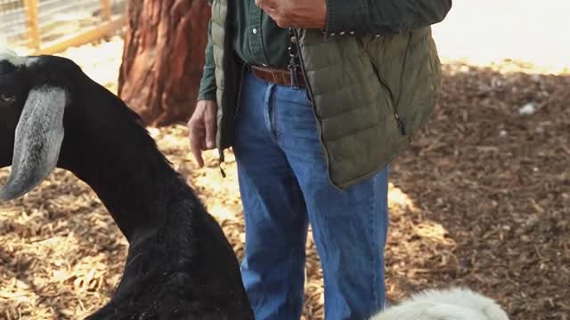 an-old-man-feeding-the-goats-while-his-dog-is-around