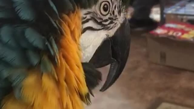 Macaw tells screeching parrots to "shut up"