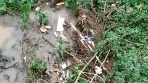 Capybara mom crossing the river with her little capivarinhas#shorts