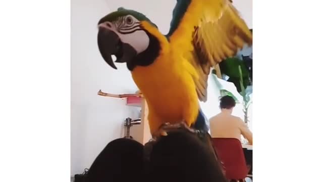 My Parrot Landing Well