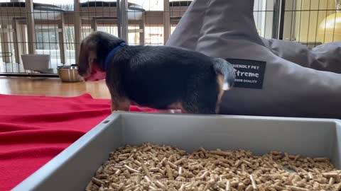 Beautiful little Beagle Puppy with 5 weeks old