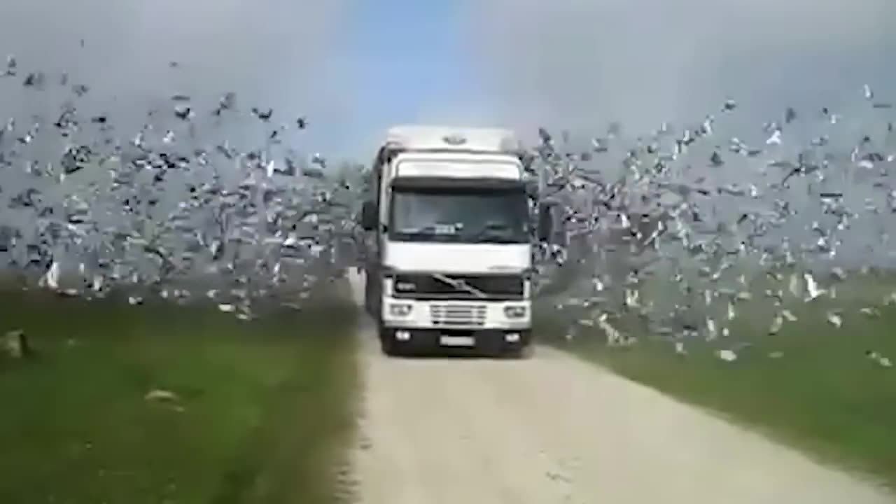 Animals Priceless Emotions on Being FREED