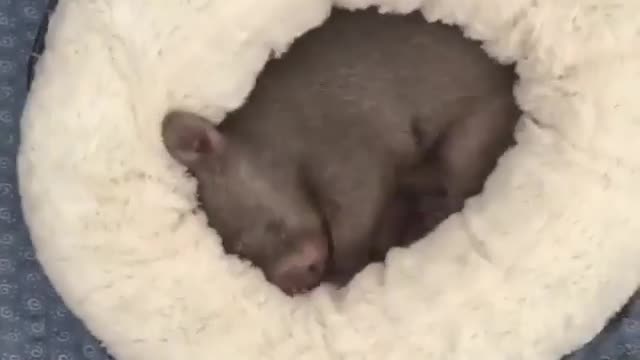 Wombat trying to get comfy