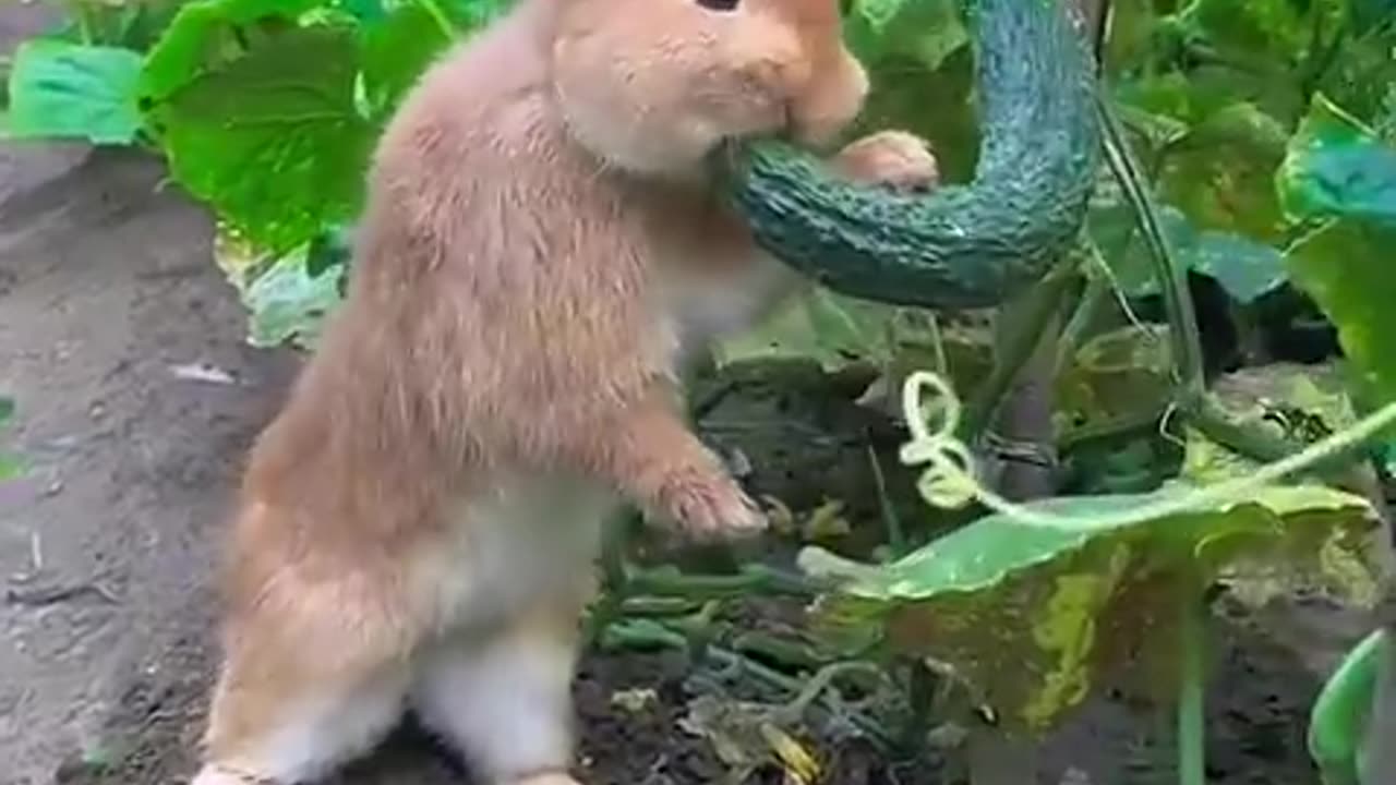 Little rabbit eat cocoumber secertly in vegetable garden