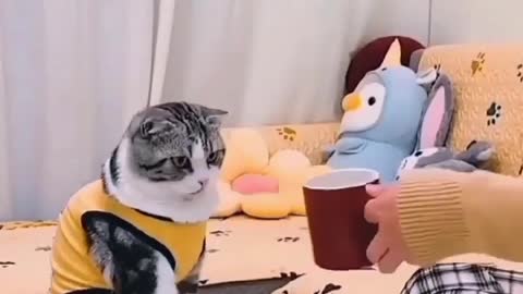 cat shocked to see magic