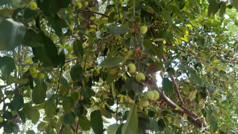 This tree is full of fruit