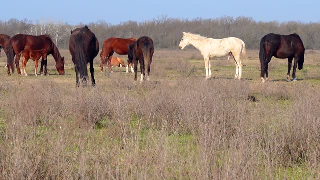 The Wild Horses Of Australia | Horse: In The Wild | Real Wild