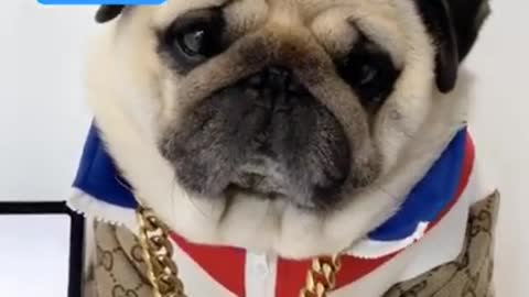 Lil munchkin puppy shares how to become famous in full swag