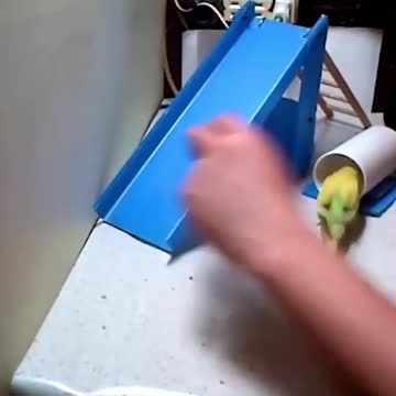 WATCH : Bird Can Play Many Sports! 🏀