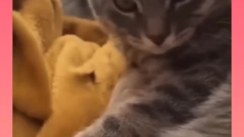 Funny cat moments.