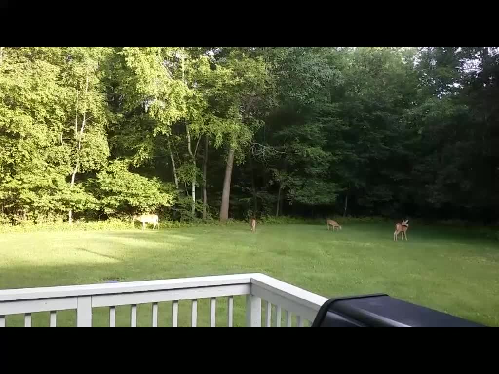 Spring 2020 Fawns