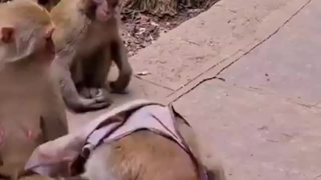 Try not to Laugh | It's monkey time! (dubbed)