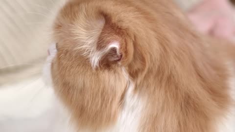 Here Kitty Cute Cat