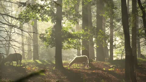 Sheep Forest Walking Grazing Rural Animals New 2021 HD Amazing