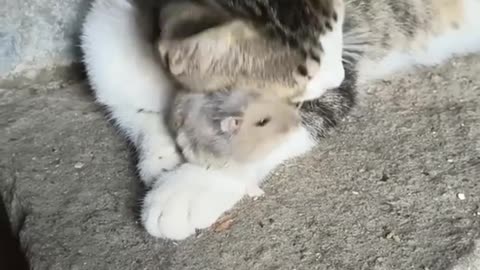 FUNNY CATS and DOGS 🐱🐶 & other ANIMALS 🐾 New Funniest Animals Videos