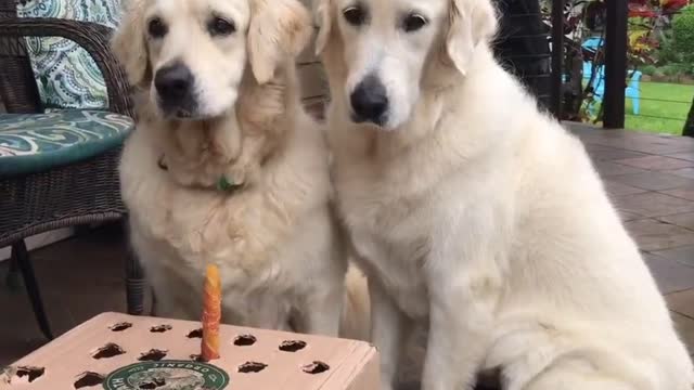 video about 2 dogs who like to eat carrots